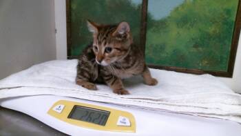 MAGGI -  Domestic Short Hair Cat for Adoption in Houston, Texas - MAGGI | PetCurious