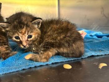 PIGGY -  Domestic Short Hair Cat for Adoption in Grand Prairie, Texas - PIGGY | PetCurious