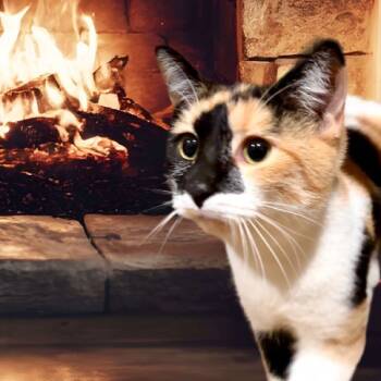 Rescue Domestic Short Hair Cats for Adoption in Monroe, Michigan - Solace | PetCurious