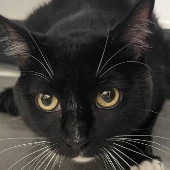 Figaro -  Domestic Short Hair Cat for Adoption in Tampa, Florida - Figaro | PetCurious