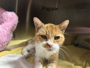 Rescue Domestic Short Hair Cats for Adoption in Knoxville, Tennessee - Papaw | PetCurious