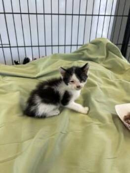 Katana -  Domestic Short Hair Cat for Adoption in West Memphis, Arkansas - Katana | PetCurious