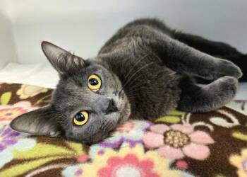 Calanthe -  Domestic Short Hair Cat for Adoption in Bellingham, Washington - Calanthe | PetCurious
