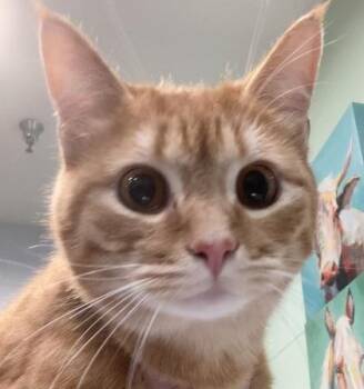 Domestic Long Hair and Domestic Short Hair Cats Available for Adoption - Charley | PetCurious