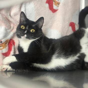 Domestic Short Hair Cats Available for Adoption - Lovely | PetCurious