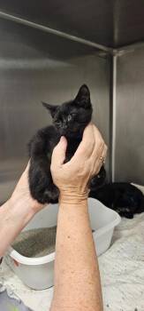 Velvet -  Domestic Short Hair Cat for Adoption in Athens, Tennessee - Velvet | PetCurious