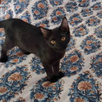 Hades -  Domestic Short Hair Cat for Adoption in Overland Park, Kansas - Hades | PetCurious