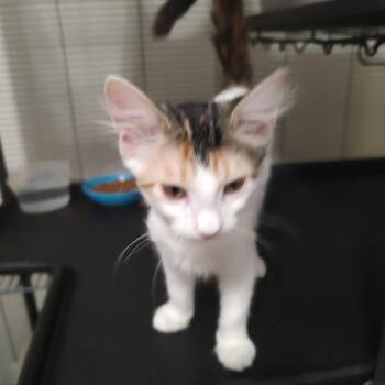 Georgia -  Domestic Short Hair Cat for Adoption in Webster, Texas - Georgia | PetCurious
