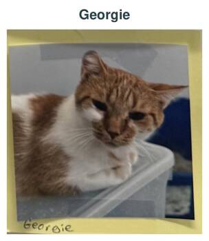 Georgie -  Domestic Short Hair Cat for Adoption in Richland Center, Wisconsin - Georgie | PetCurious