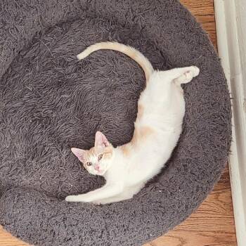 Syx aka Buttercup -  Domestic Short Hair Cat for Adoption in Fort Worth, Texas - Syx Aka Buttercup | PetCurious