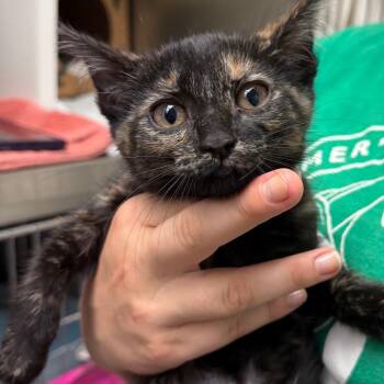 Tulip -  Domestic Short Hair Cat for Adoption in Fairport, New York - Tulip | PetCurious