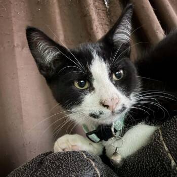 Nymph -  Domestic Short Hair Cat for Adoption in Veneta, Oregon - Nymph | PetCurious