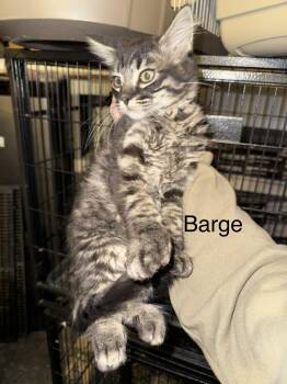 Barge -  Domestic Medium Hair Cat for Adoption in Wasilla, Alaska - Barge | PetCurious