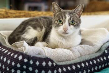 Rescue American Shorthair Cats for Adoption in Marble Falls, Texas - Pepper | PetCurious
