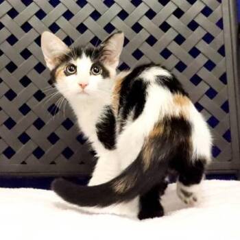 Sandy -  Domestic Short Hair Cat for Adoption in Fort Davis, Texas - Sandy | PetCurious