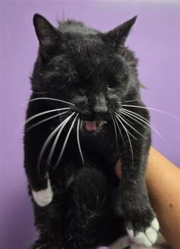 BOOZER -  Domestic Long Hair Cat for Adoption in El Paso, Texas - BOOZER | PetCurious