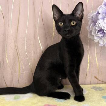 Jada -  Domestic Short Hair Cat for Adoption in Hattiesburg, Mississippi - Jada | PetCurious