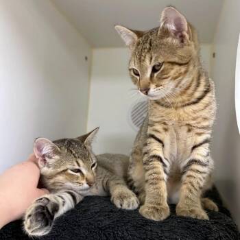Buldak -  Domestic Short Hair Cat for Adoption in Woodinville, Washington - Buldak | PetCurious