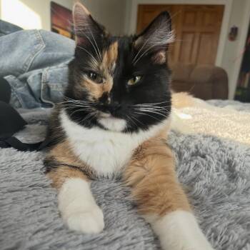 Minko -  Domestic Long Hair Cat Available for Adoption - Minko | PetCurious