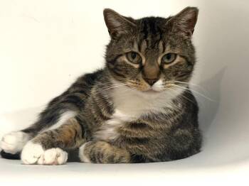 Domestic Short Hair and Tabby Cats Available for Adoption in Powell, Ohio - Ace | PetCurious