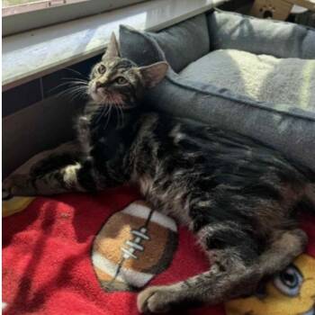 Woody -  Tabby and Domestic Short Hair Cat for Adoption in Warr Acres, Oklahoma - Woody | PetCurious