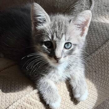 Willow -  Domestic Medium Hair Cat for Adoption in Liverpool, Texas - Willow | PetCurious