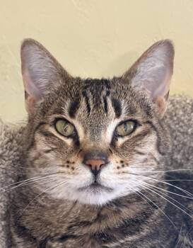 Atti -  Tabby Cat for Adoption in Prescott, Arizona - Atti | PetCurious