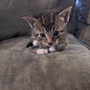 Domestic Short Hair Cats Available for Adoption in Opelika, Alabama - Cinnamon | PetCurious