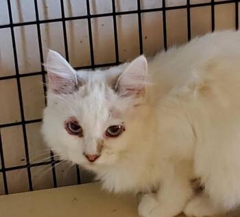 Rescue Turkish Van and Domestic Short Hair Cats for Adoption in Las Cruces, New Mexico - Amaia | PetCurious