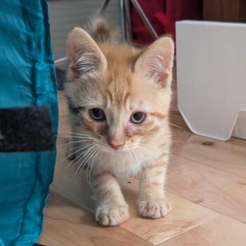 Domestic Short Hair and American Bobtail Cats Available for Adoption in Milwaukee, Wisconsin - Boris $125 Bonded Pair | PetCurious