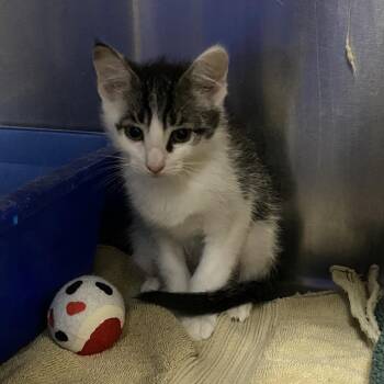 Queen -  Domestic Short Hair Cat Available for Adoption in Walker, Michigan - Queen | PetCurious