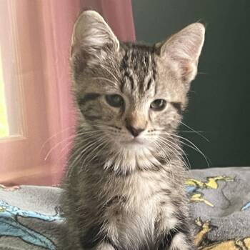 Apollo -  Domestic Short Hair Cat for Adoption in West Des Moines, Iowa - Apollo | PetCurious