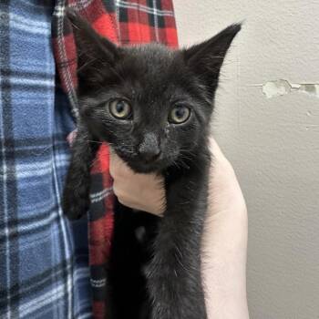 Mr. Beans -  Domestic Short Hair Cat for Adoption in Oshkosh, Wisconsin - Mr. Beans | PetCurious