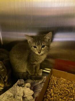 Maysilee -  Domestic Short Hair Cat for Adoption in Jackson, Tennessee - Maysilee | PetCurious
