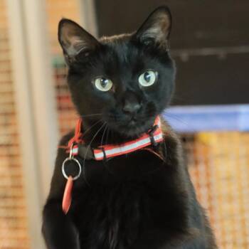 Onigiri -  Domestic Short Hair Cat Available for Adoption in Tucson, Arizona - Onigiri | PetCurious