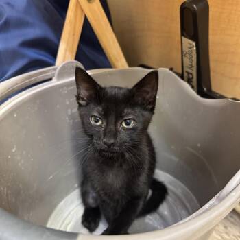 Amaya -  Domestic Short Hair Cat for Adoption in Albuquerque, New Mexico - Amaya | PetCurious