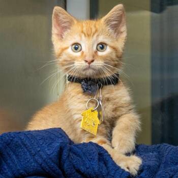 HOT HONEY -  Domestic Short Hair Cat for Adoption in St. Louis, Missouri - HOT HONEY | PetCurious