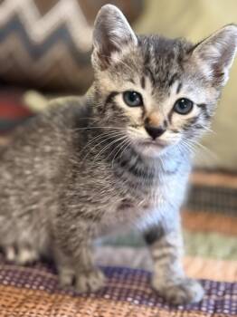 Zeus -  Tabby Cat Available for Adoption in Snyder, Texas - Zeus | PetCurious