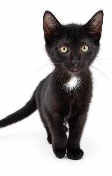 Jules is joy in licorice tiny kitten form - WOW kitten -  Bombay Cat for Adoption in Bedford Hills, New York - Jules Is Joy In Licorice Tiny Kitten Form - WOW Kitten | PetCurious
