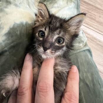 Domestic Short Hair Cats Available for Adoption in Austin, Texas - Popsicle Stick 8 | PetCurious
