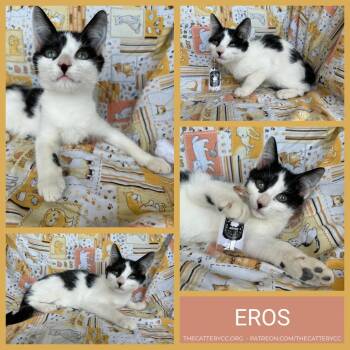 Eros -  Domestic Short Hair Cat for Adoption in Corpus Christi, Texas - Eros | PetCurious