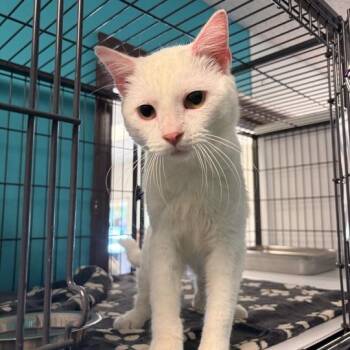 Pinky -  Domestic Short Hair Cat for Adoption in Davenport, Iowa - Pinky | PetCurious