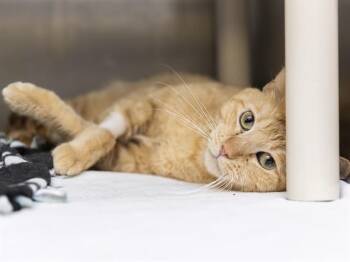 Domestic Short Hair Cats Available for Adoption in Phoenix, Arizona - SQUID | PetCurious