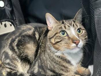 Tanny -  Domestic Short Hair Cat for Adoption - Tanny | PetCurious