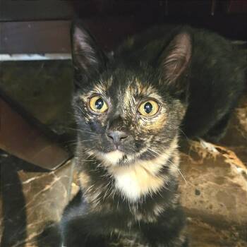 Syrah -  Domestic Short Hair Cat for Adoption in Morgan Hill, California - Syrah | PetCurious