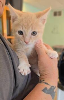 Domestic Short Hair Cats Available for Adoption in Athens, Ohio - Hunter | PetCurious