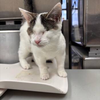 Voodoo -  Domestic Short Hair Cat for Adoption in Lakeland, Florida - Voodoo | PetCurious