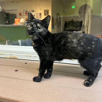 Cleopatra -  Domestic Short Hair Cat for Adoption in Fresno, California - Cleopatra | PetCurious
