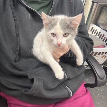 Spicy Slurpee -  Domestic Short Hair Cat for Adoption in Columbiana, Alabama - Spicy Slurpee | PetCurious