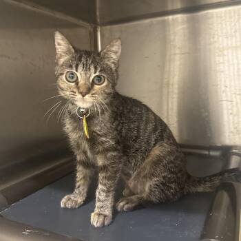 D47107 Gallium -  Domestic Short Hair Cat for Adoption in Port Washington, New York - D47107 Gallium | PetCurious